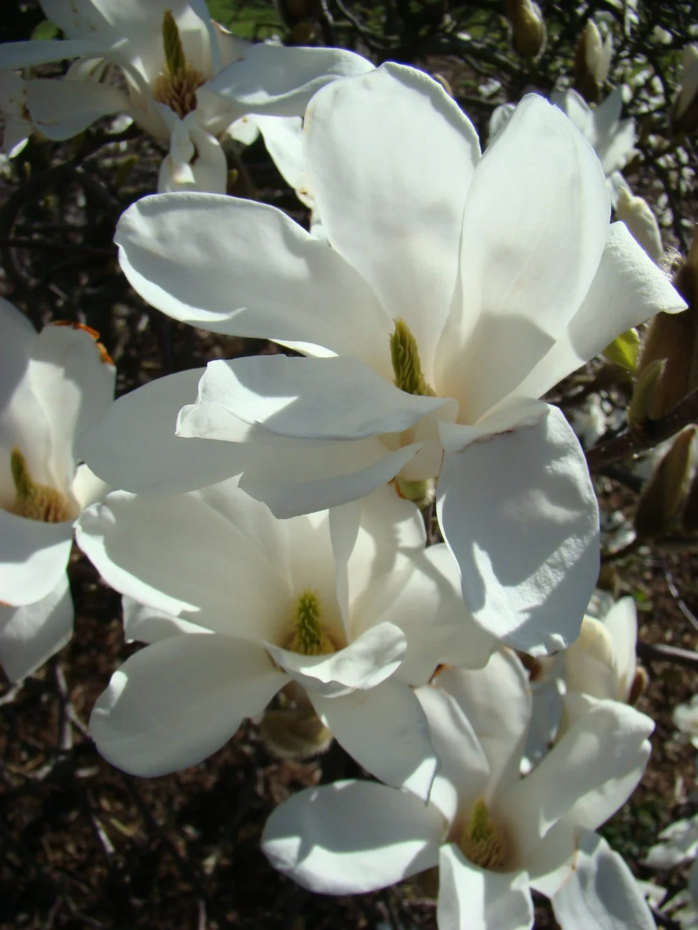 Magnolia Snow White 3