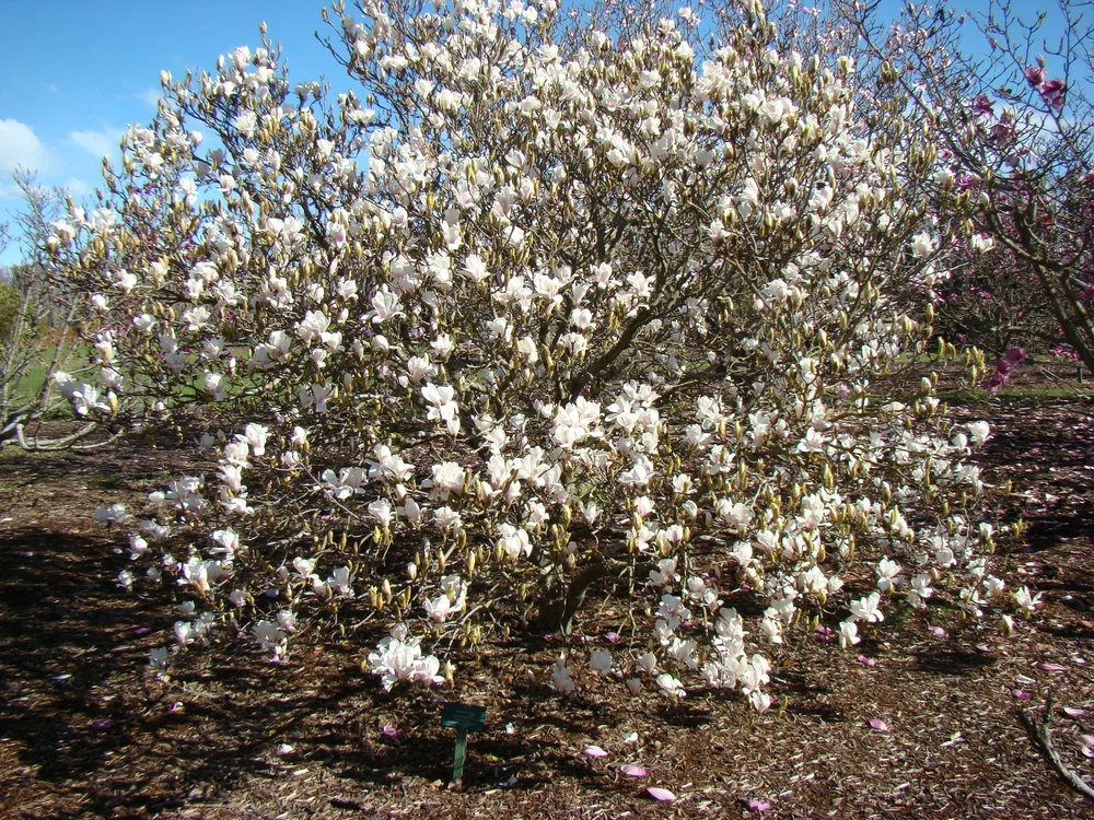 Magnolia x soulangeana Amabilis 1