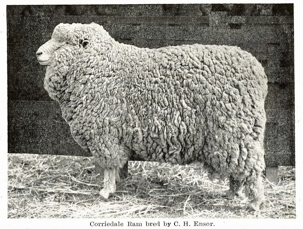 1914 Corriedale Ram