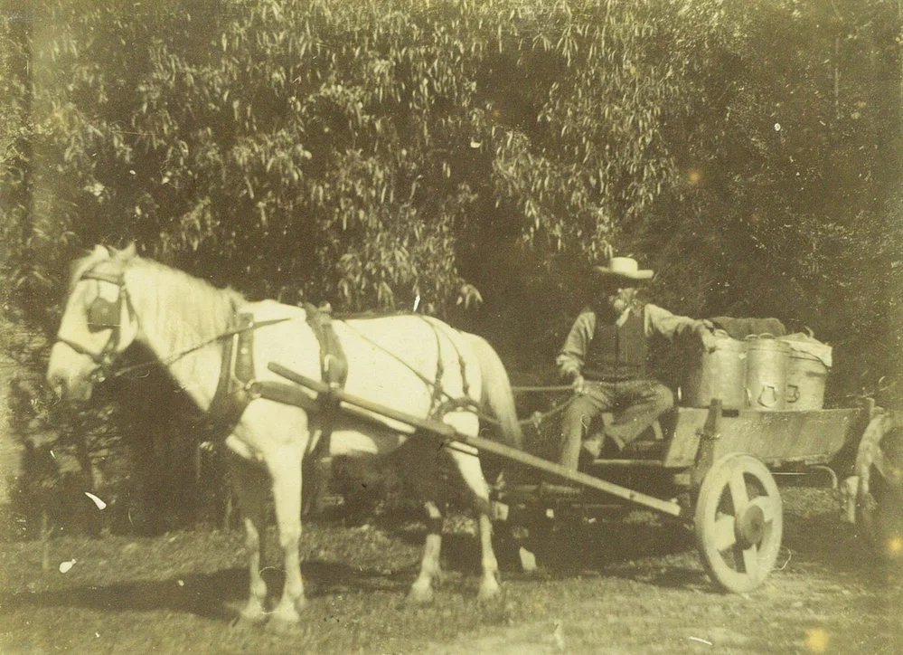 Norsewood Co-operative Dairy Company, Limited. Milk delivery by scandi wagon, 1890s