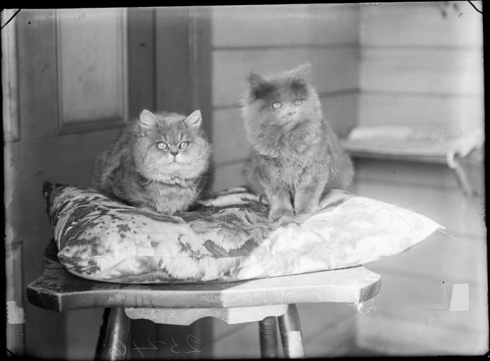 Two cats sitting on a stool, possibly Christchurch district
