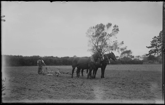 Man ploughing a field with three horses, unknown location