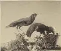 Two stuffed specimens of Huia, sacred bird [picture].