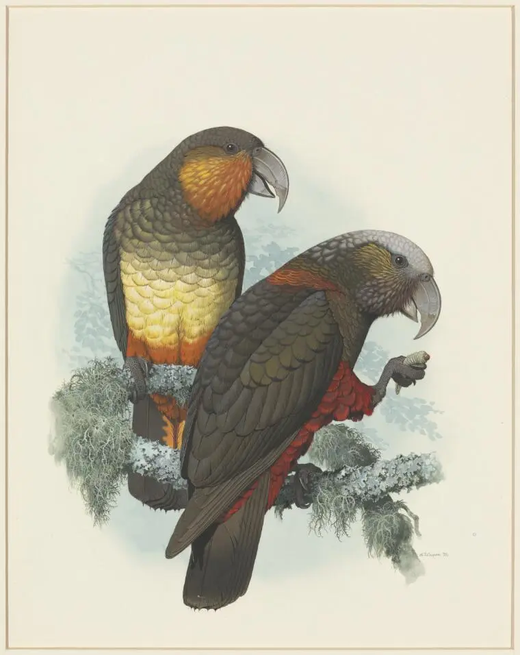Kaka, Nestor meridionalis and the Norfolk Island kaka, Nestor productus, 1971 [picture] /