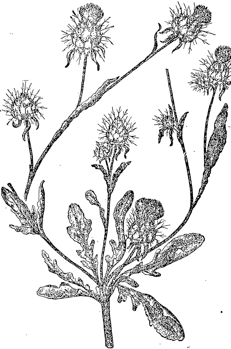YELLOW STAR THISTLE.— rorlions of plant with leaves, lutmni alze, from Nature. (Otago Witness, 21 March 1895)