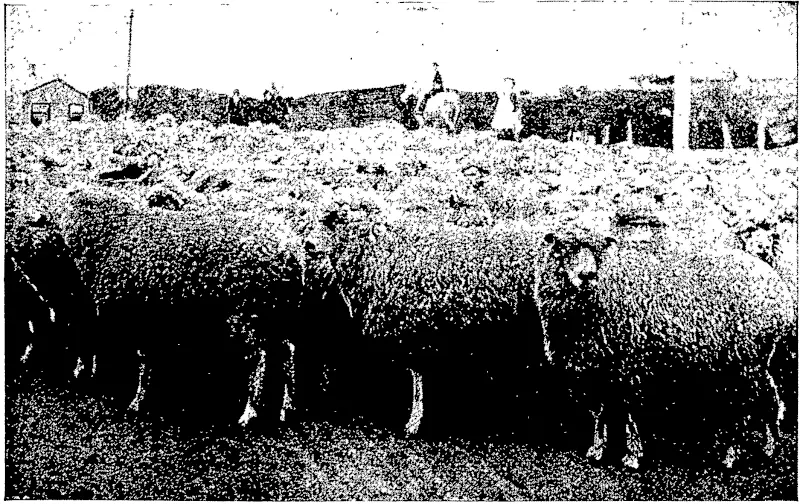 DRIVING SHEEP TO CATTLE YARDS: FREEZERS, FROM PALMER'S MEADOW —S. Collins, photo. BANK FARM, MILTON. (Otago Witness, 07 November 1900)