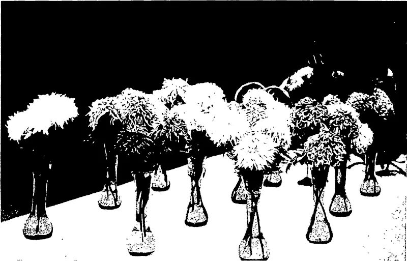 GOLD MEDAL CHAMPION COMPETITION IN CHRYSANTHEMUMS: TWELVE VASES, MR E. A. HAMEL, FIRST. (Otago Witness, 27 May 1903)