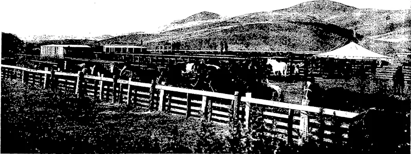 GENERAL VIEW OF MESSRS DONALD REID AND CO.'S TAIERI SALEYARDS, ALLANTON (Otago Witness, 18 May 1904)