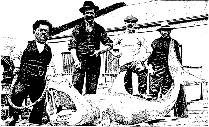 MONSTER SHARK CAUGHT BY MESSRS T. EDWARDS AND FRANK MARISCO  OFF BLUFF WHARF. (Otago Witness, 23 March 1904)