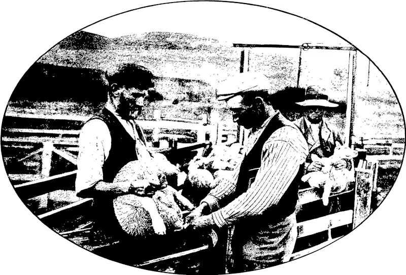 TAILING LAMBS.  At shearing time the poor lambs have a bad time of it, sometimes losing their mammas in addition to their tails. (Otago Witness, 21 December 1904)