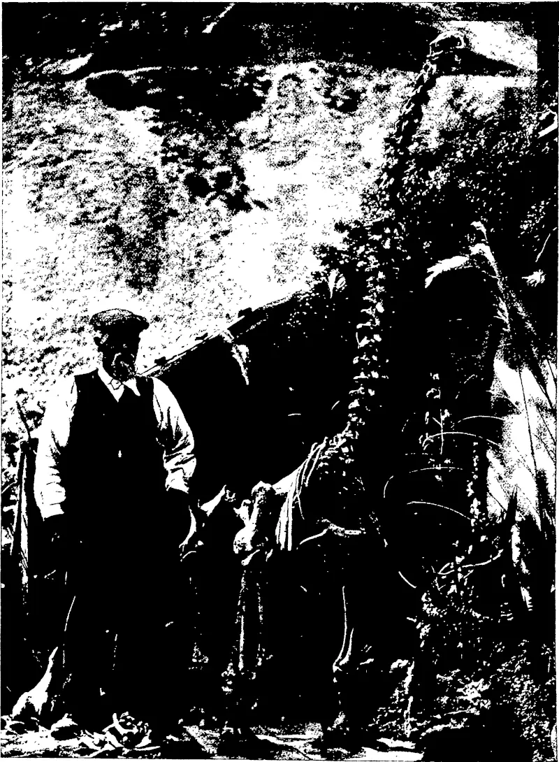C. A. Tomlinson, photo. A COMPLETE MOA SKELETON,  Discovered by Mr J. Gault, an old resident of St. Kilda, Dunedin. Mr Gault discovered and put the bones together without any assistance. He has already been u.ade tempting offers for his prize, but declines to part with it. as it is one of the finest yet discovered. The bones were found at Sloven's Creek, ilidland Railway. (Otago Witness, 18 November 1908)