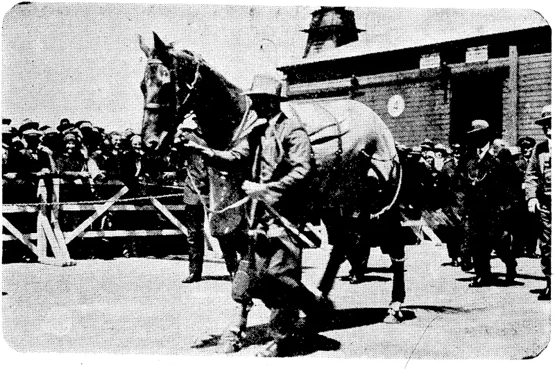 PHAR LAP ARRIVES AT WELLINGTON. Phar Lap, Australia's champion horse, parades before a welcoming throng of spectators on the Queen's Wharf, Wellington, on his return from Australia, by the UUmaroa, to thie land of his birth. (Ellesmere Guardian, 04 December 1931)