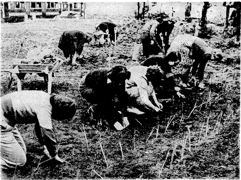 Evening Post" Photo. A plot of ground in Aitken Street is now being cultivated by the land group of. the. Women's War Service Auxiliary. On Saturday members made their first planting of onions and other seedlings. (Evening Post, 21 October 1940)