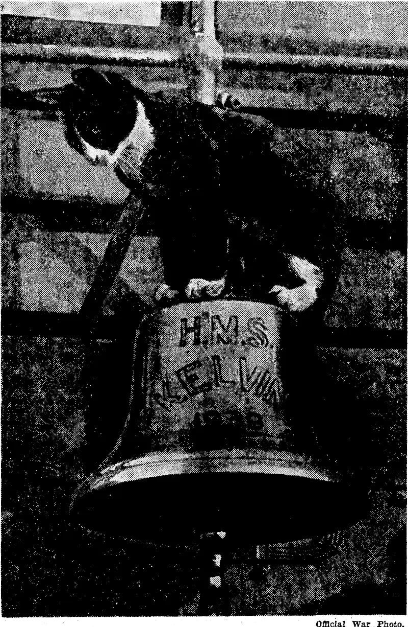 Splinters," the cat of H.M.S. Kelvin, is well known for his antics and is found in many unexpected places. Here he is on the ship's bell. (Evening Post, 07 December 1940)