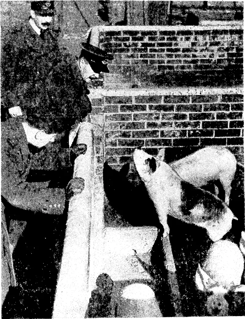 The Army Co-operation Command of the R.A.F. keeps about eighty pigs and cultivates thirteen acres of land for food production, thus helping the British food effort. The station commander and other officers of the R.A.F. are seen inspecting some of the pigs. (Evening Post, 04 April 1941)