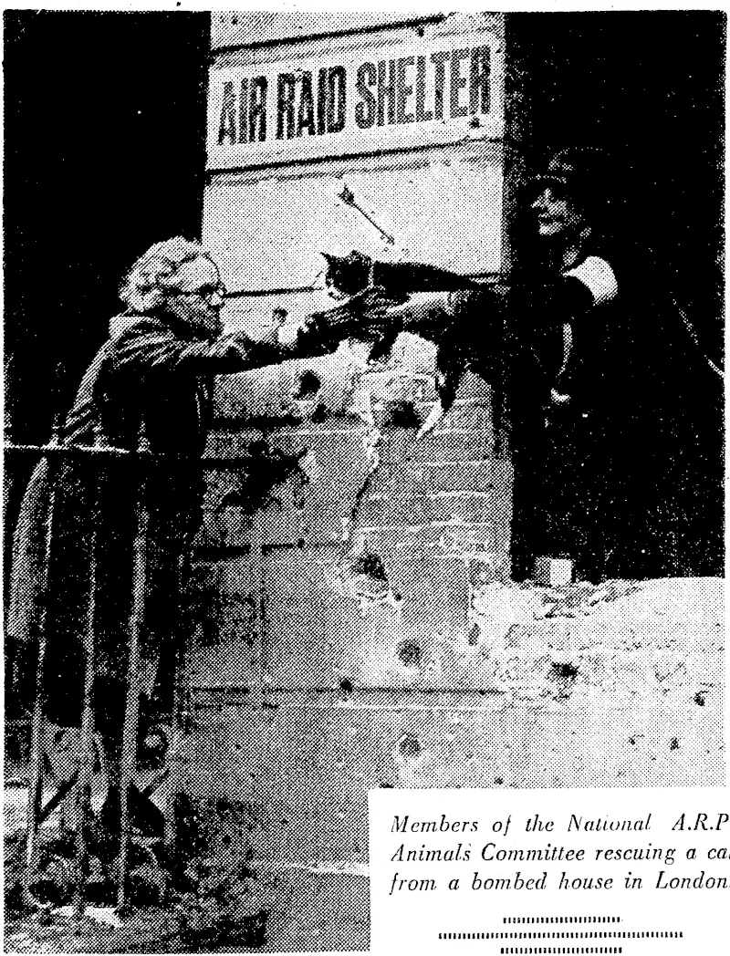 Members of the National A.R.P. Animals Committee rescuing a cat from a bombed house in London. ilium minium iiiiiiiiiiiiiiiiiiiiiiiiiiiiiiiiiiiiiiiiiiiiiiiiiiii ■■lIIIIIIIIIIIIIMIIIIIIII (Evening Post, 25 January 1941)