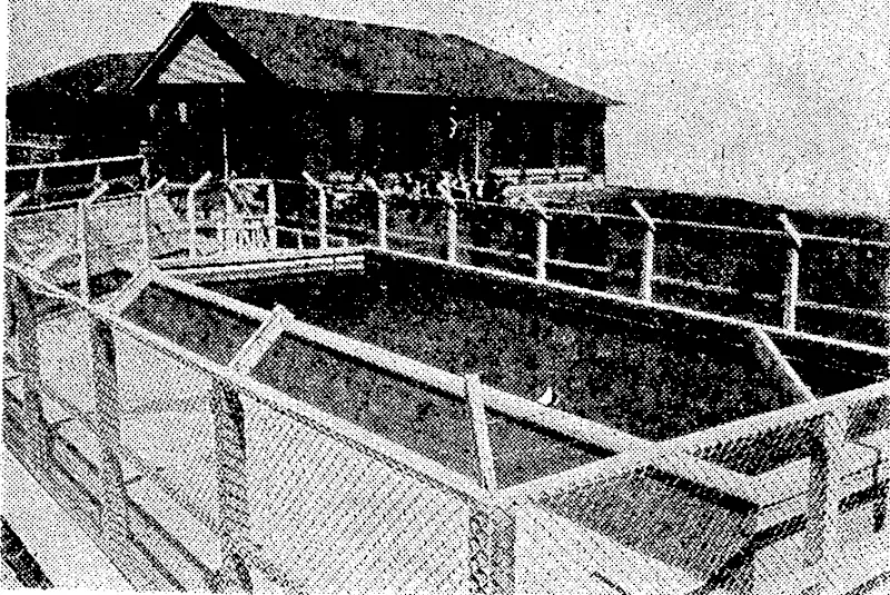 The new swimming pool at Te Aro School, opened on Saturday afternoon by Mr. W. V. Dyer, chairman of the' Wellington Education Board. (Evening Post, 02 March 1942)