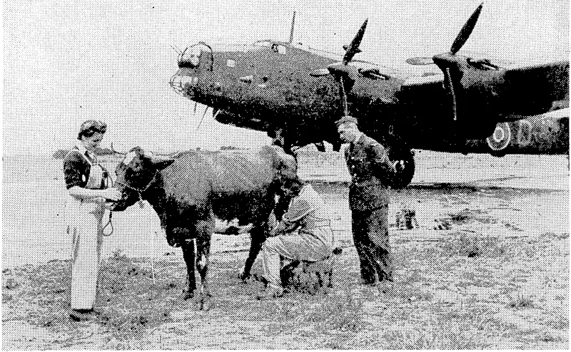 At a Canadian Bomber Command station there is a farm which runs cows, pigs, and poultry as its stock-in-trade and produces a considerable profit. It is worked by eleven land girls in charge of a Canadian corporal, and the stock is handy to the landing ground, cows being milked even on the aerodrome. \ ' "■ (Evening Post, 20 November 1943)