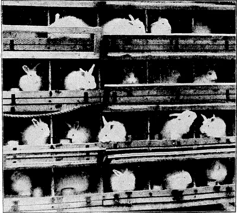 s, : "J^enlue I'oit" i'lioio. A numbor of Angora rabbits brought to New Zealand by the Rcmuera on Tuesday for the purpose of breeding for thoir wool. The rabbits arc soen in their hutches on the Remuera, where they lived during tho long voyage without a single loss. (Evening Post, 03 January 1929)