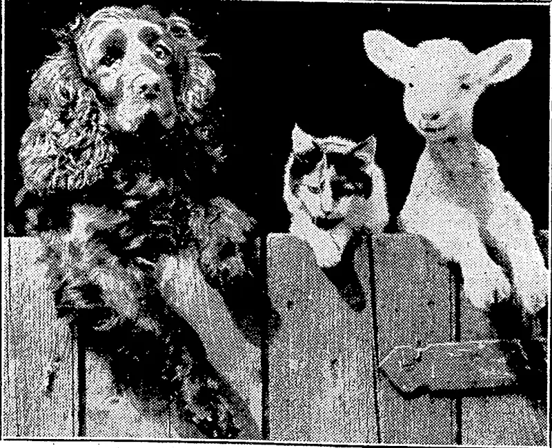 Sport and General- Plioto. '"WHO. GOES. THERE?"-* 'd6g, a cat, and a lamb, ■ b00r,., companions on a farm at Ivmghoe, Buckinghamshire, England, ivha 'Pake a -practice o£watching passer.s-b^jjmm the.jgfrgfcfy&tfk. J^ (Evening Post, 12 May 1934)