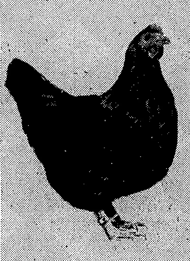 BLACK 'ORPINGTON PULLET, which laid 303 eggs in .50 weeks. (Evening Post, 07 July 1934)