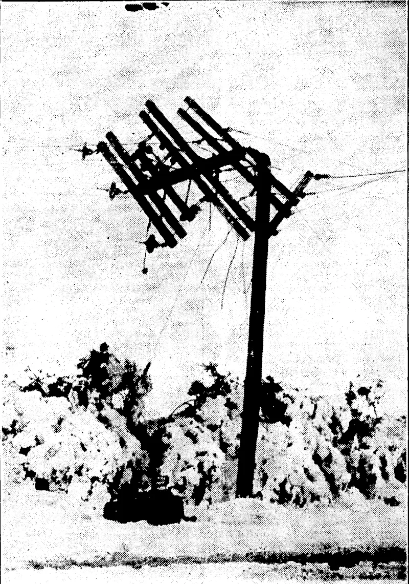 W. McKaskcll Thoto. HEAVY FALL OF SNOW AT CHRlSTCHURCH.—Christchurch was cut off from telegraphic communications yesterday as a result of a Heavy fall of snow on Sunday night. The illustration shows.a telegraph pole at Yaldhurst bent bythe weight of snow along the wires. (Evening Post, 11 June 1935)