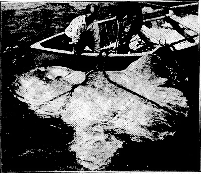 Evening Post" Photo, SUNFISH CAUGHT.—'A sunfish weighing several tons which was-caught'by Island Bay •.fishermen., yesterday and brought into the bay. :__ (Evening Post, 17 January 1935)