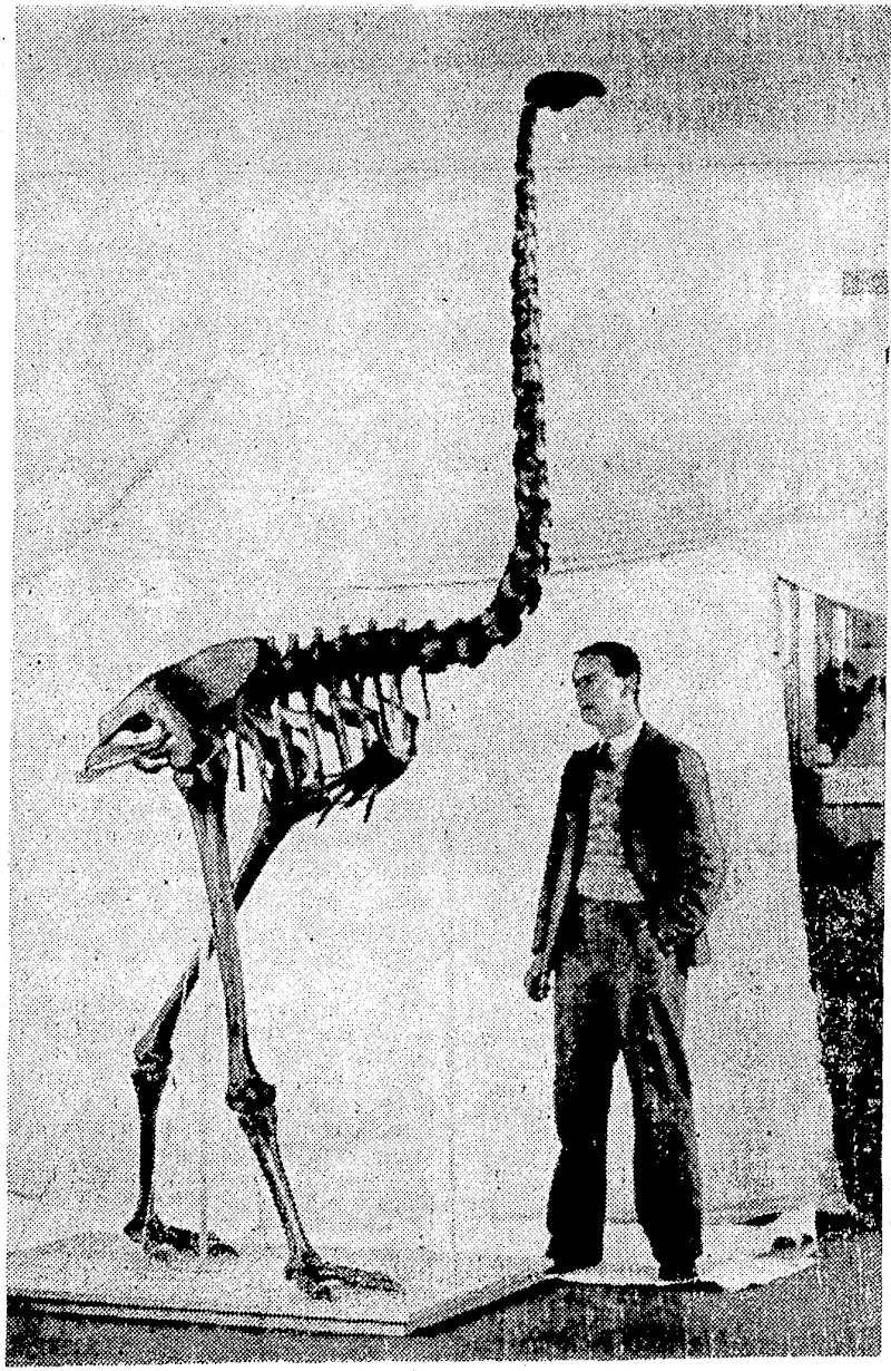 A GIGANTIC BIRD.—The bones of a moa were recovered in February last at Mokirikiri and reassembled with the above result by ■Mr-.G. Shepherd,-curator: of: the Wanganui Museum. The skeleton is ■JOft-Saw-lughi (Evening Post, 06 October 1936)