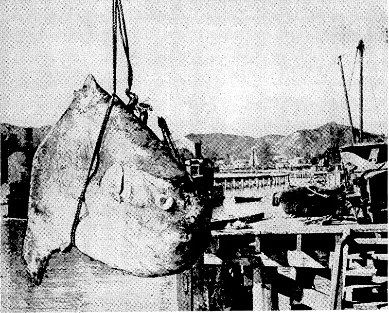 I. J. Hill Photo. Adarge sunfish, hooked on a snapper line from the breakwater at Gisborne on Tuesday. U measured approximately Bft in length and 4ft 6in in depth. (Evening Post, 08 October 1938)