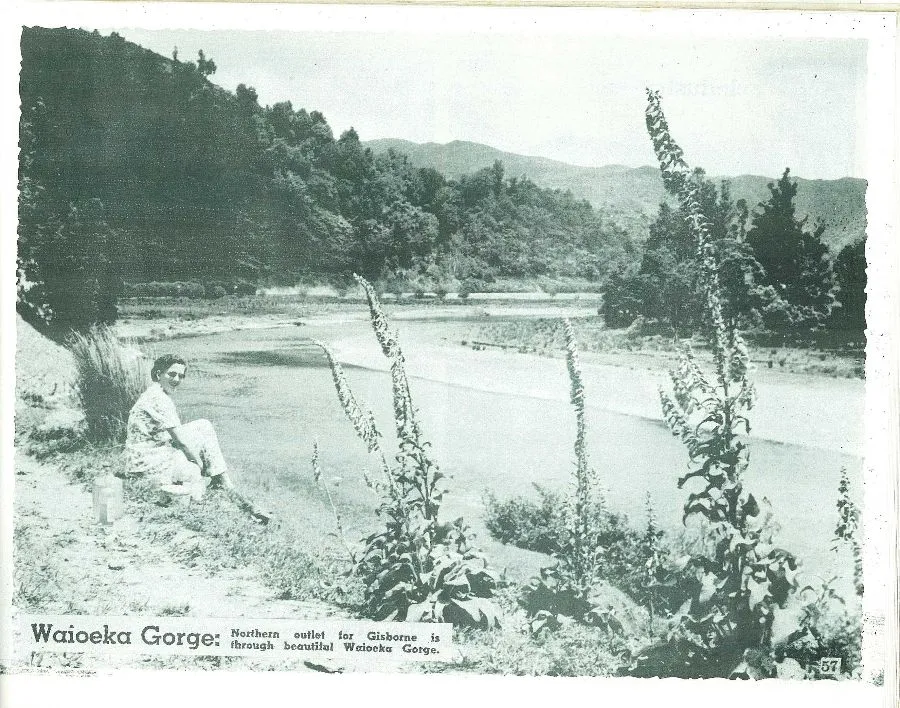 Waioeka Gorge