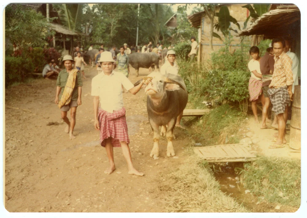 A White Water Buffalo (kerbau belang)