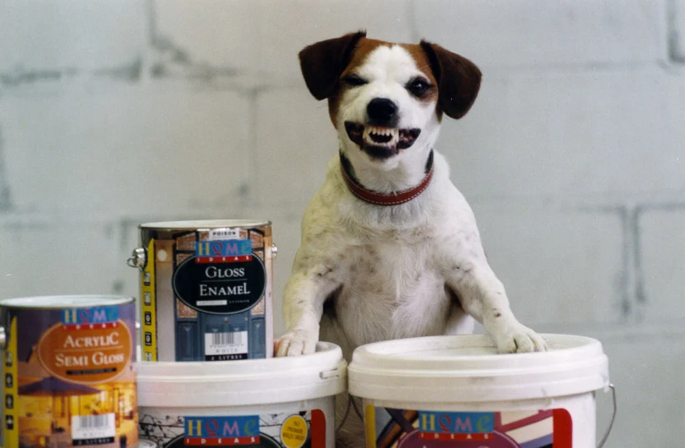 Jack Russell terrier and jellybeans at a photo shoot for paint.