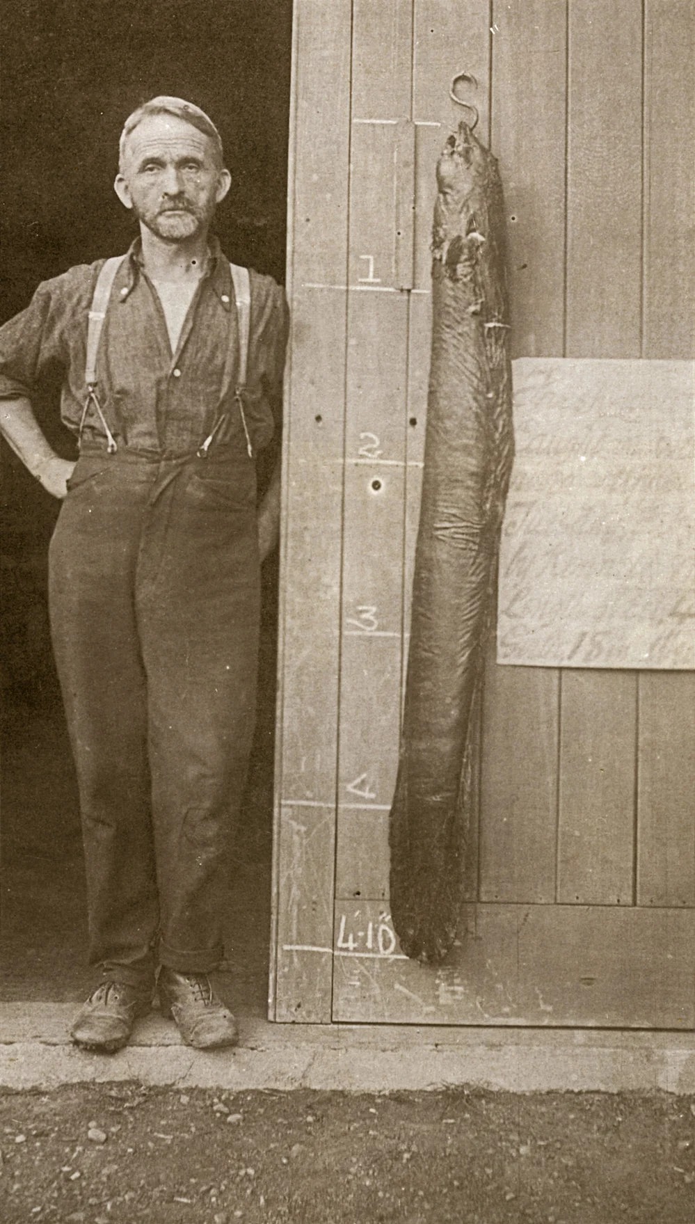 Angus McCurdy with eel, c.1910