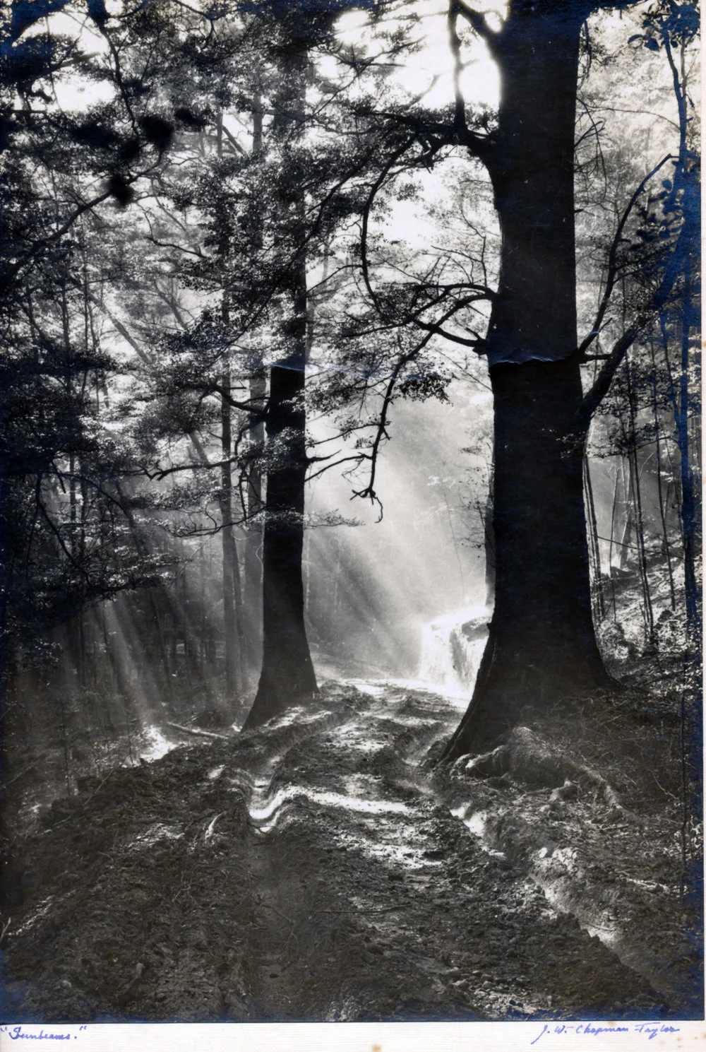 Sunbeams; view of two large trees.