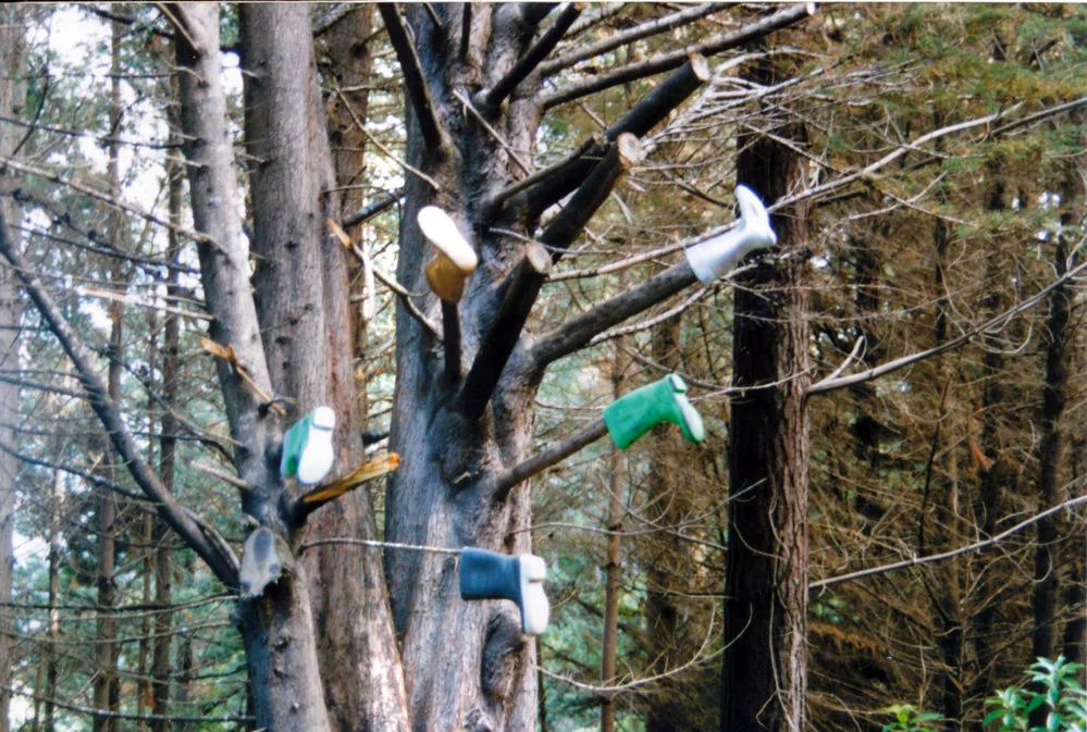 Blue Mountains road; tree grows gumboots