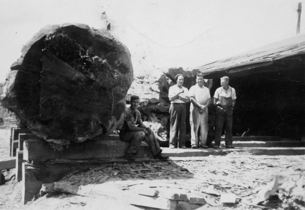 Timber industry; Campbells Sawmills Ltd, Goodshed Road; rimu log.