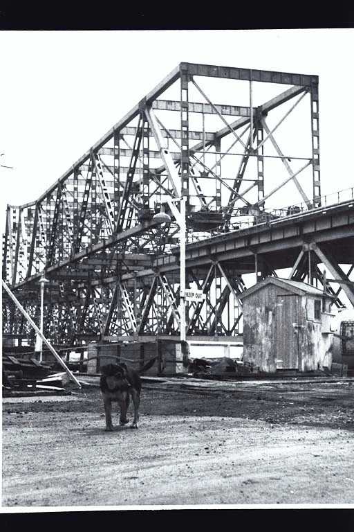 A dog walking in front of the construction of the Auckland Harbour Bridge, 1957?