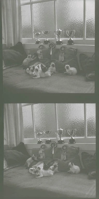 Showing Mrs Smedley's cats and trophies