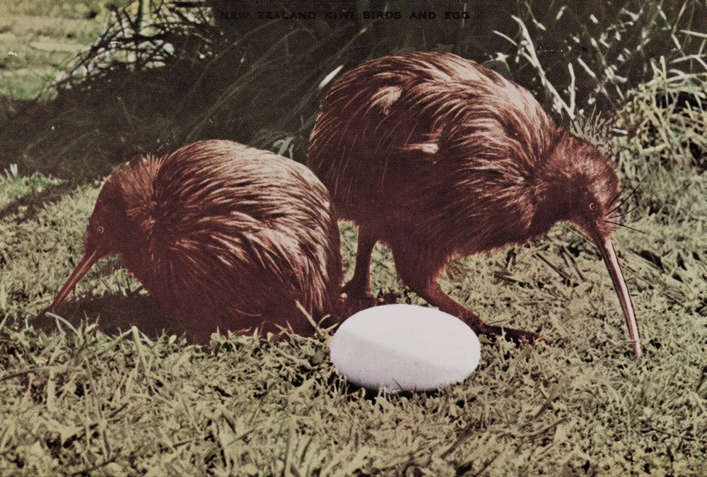 New Zealand Kiwi Birds and Egg