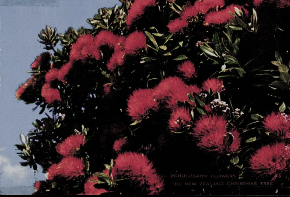 Pohutukawa Flowers - New Zealand Christmas Tree
