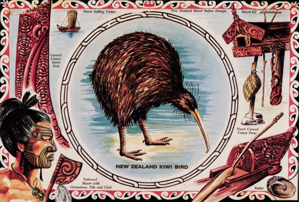 New Zealand Kiwi bird
