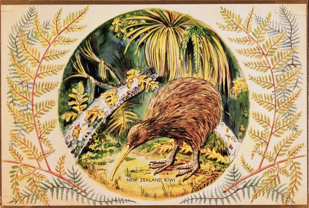 New Zealand Kiwi