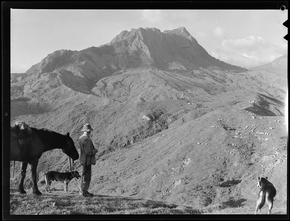 Sheep Stations - Tokomaru Bay