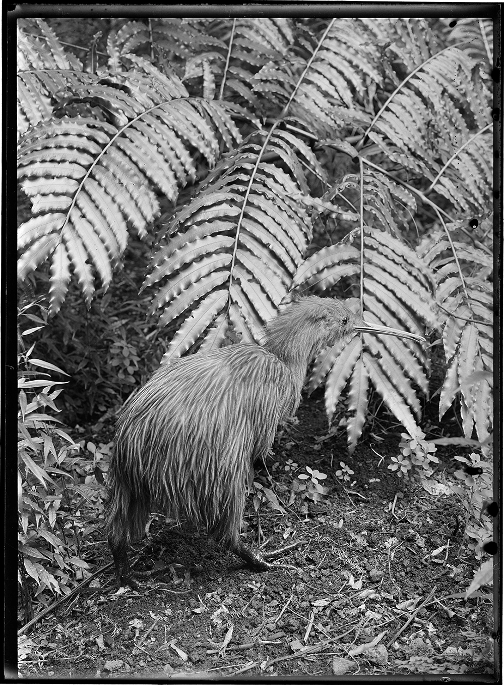 Kiwi