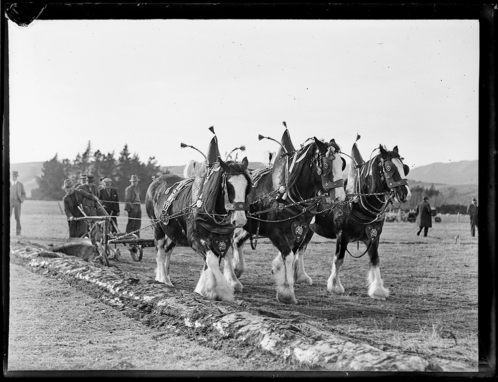Shire horses pulling a plough