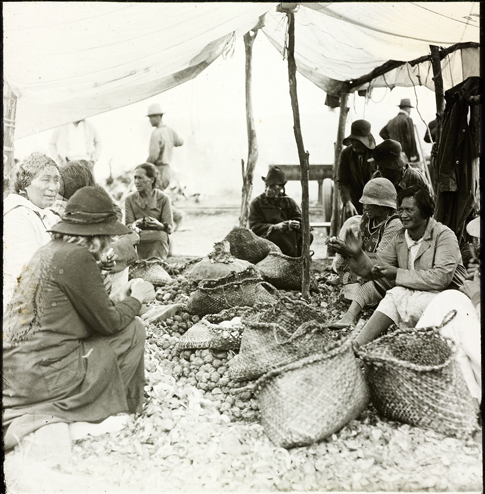 Peeling Potatoes. Waitangi Celebrations