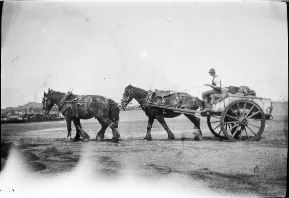 Draught horses pulling a cart