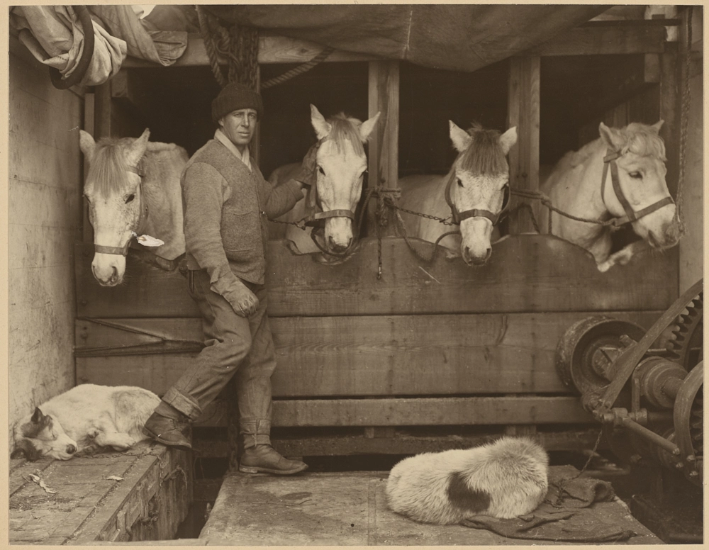 Captain Oates and Siberian ponies on board Terra Nova