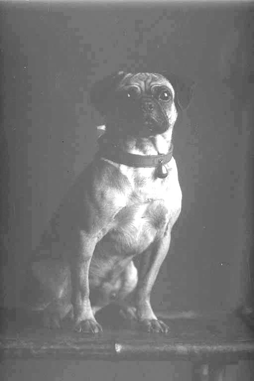 Full portrait of the Watkins' pug dog seated on a stool,....
