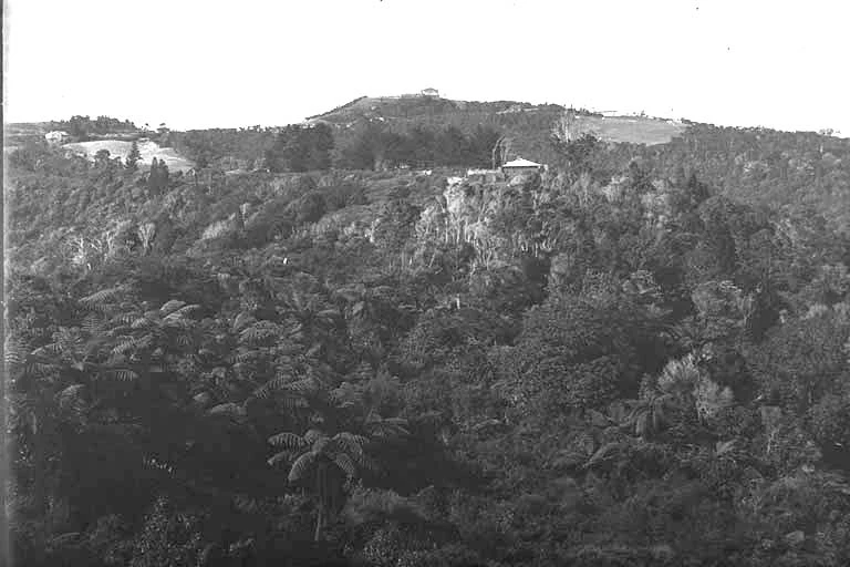 A panoramic view over the native bush in Titirangi